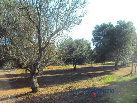 Beautiful land with sea view and olive grove and some plants of almond trees located in a unpolluted area