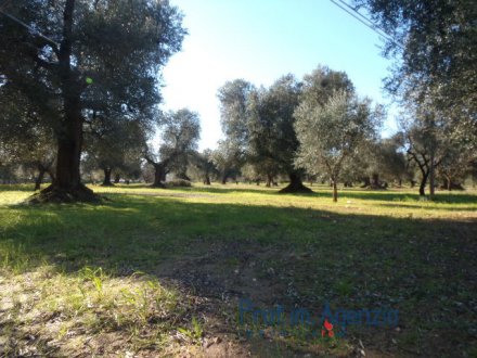 Terrain avec oliveraie centenaire