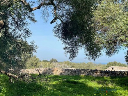 Land mit Meerblick und wunderschnen jahrhundertealten Olivenbumen